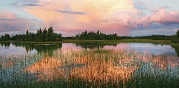 A Canadian wetland with a pink and yellow sunset reflecting in the water