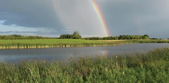 A marshy wetland with a large rainbow in the background